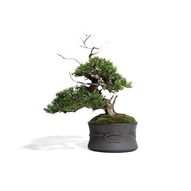 真柏 -Japanese Juniper- (推定樹齢40年)-M0013- 詳細画像